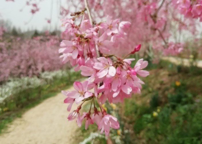春うらら 桜咲く世羅高原農場できれいにお花を撮影する方法 写真とシンプルライフ By Suzuko46